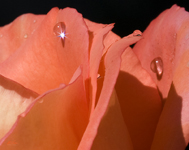 Dew on the Rose